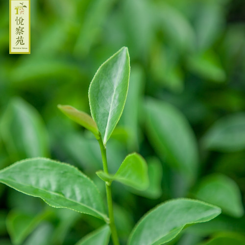 Thanh Hương bốn mùa│150g - T86 Yue Cha Yuan Thanh Hương bốn mùa│150g - T86 Yue Cha Yuan