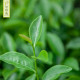 Thanh Hương bốn mùa│150g - T86 Yue Cha Yuan Thanh Hương bốn mùa│150g - T86 Yue Cha Yuan