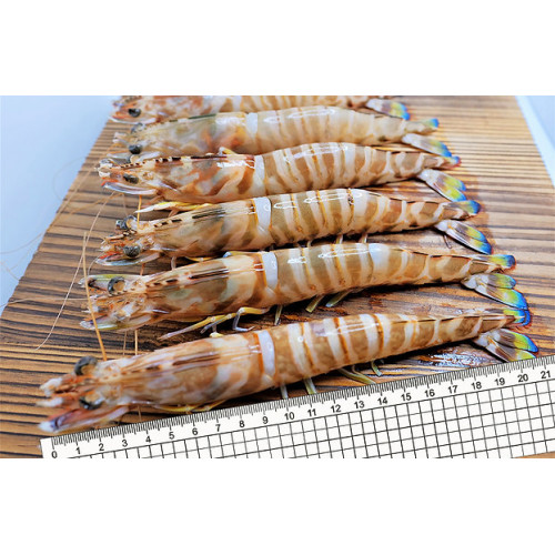 Combo tôm kuruma (tôm he Nhật Bản) hoang dã (4 hộp)【Haitiwei Seafood】 Combo tôm kuruma (tôm he Nhật Bản) hoang dã (4 hộp)【Haitiwei Seafood】