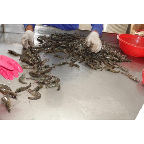 Tôm ngon Đài Đông-Tôm thẻ chân trắng nuôi bằng nước biển sâu 【Golden SUN Market】 Tôm ngon Đài Đông-Tôm thẻ chân trắng nuôi bằng nước biển sâu 【Golden SUN Market】