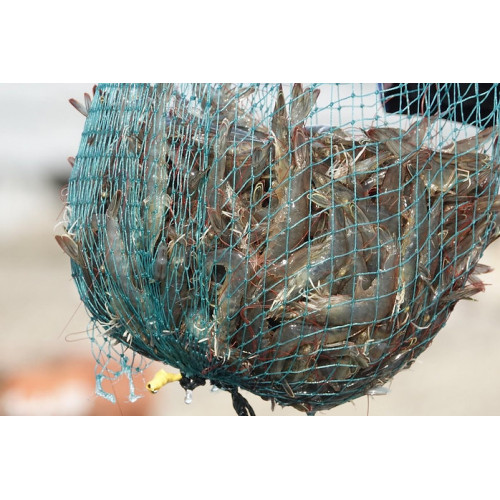 Tôm ngon Đài Đông-Tôm thẻ chân trắng nuôi bằng nước biển sâu 【Golden SUN Market】 Tôm ngon Đài Đông-Tôm thẻ chân trắng nuôi bằng nước biển sâu 【Golden SUN Market】