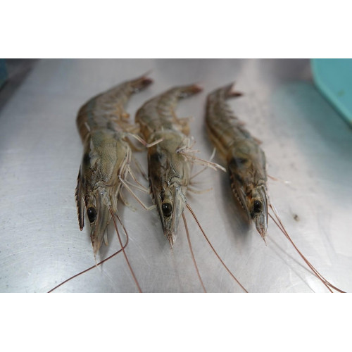 Tôm ngon Đài Đông-Tôm thẻ chân trắng nuôi bằng nước biển sâu 【Golden SUN Market】 Tôm ngon Đài Đông-Tôm thẻ chân trắng nuôi bằng nước biển sâu 【Golden SUN Market】